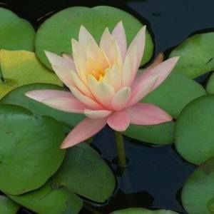 Meet your Posher, Angel